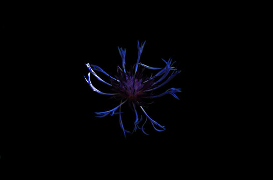 Blue Cornflower Isolated on Black Background