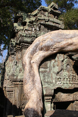 Fototapeta premium ruined khmer hindu and buddhist temple (ta prohm) in angkor in siem reap in cambodia 