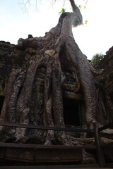 Obraz premium ruined khmer hindu and buddhist temple (ta prohm) in angkor in siem reap in cambodia 