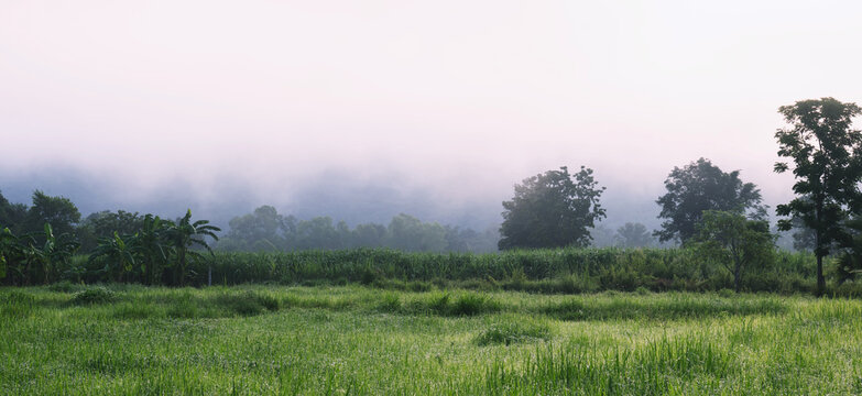 Mist swallows distant trees in soft gray haze