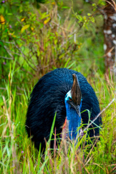 Wild Southern Cassowary in Etty Bay - Queensland