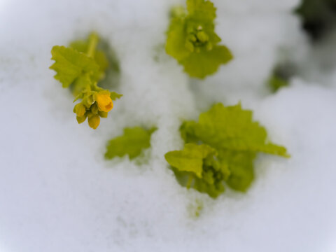寒い1月に可憐に咲き始めた黄色い菜の花