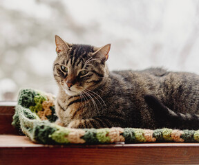 Obraz premium Cozy tabby cat resting on a green knitted blanket by the window in winter.