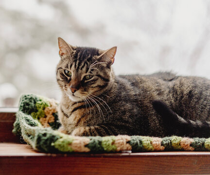 Cozy tabby cat resting on a green knitted blanket by the window in winter.