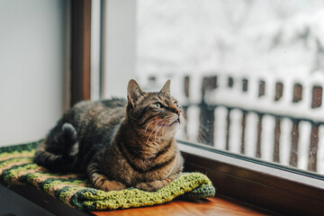 Obraz premium Curious tabby cat looking through the window of a country house at the winter forest.