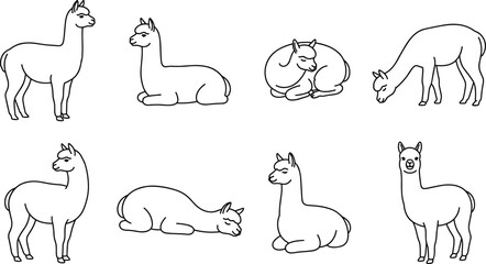Obraz premium Llamas standing, resting, sleeping, and grazing in line art