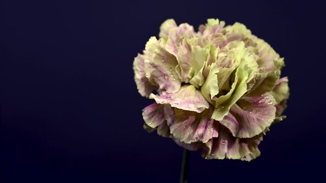Single blooming carnation flower head with ruffled purple and light yellow petals with water drops on a rich blue background