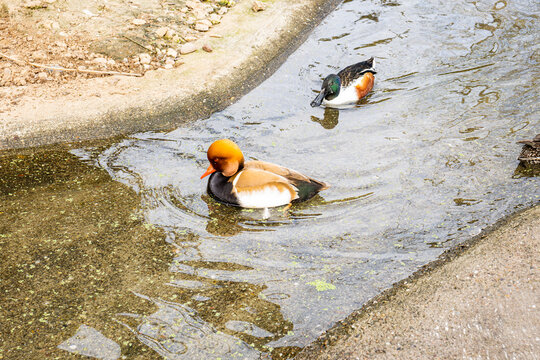 pair of colorful ducks swimming in urban shallow stream edged by concrete and gravel, with duck, water, stream, urban detail, showing concrete, gravel, ripple, wake context