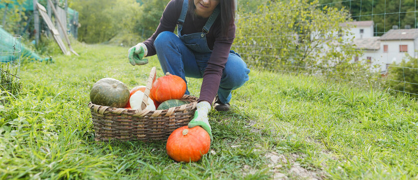Female farmer working outdoor picking up autumn vegetables - Caucasian woman collecting fresh organic pumpkins - Small business and fall lifestyle concept - Focus on face - UGC wide lens content