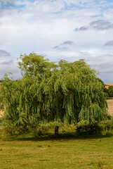A huge weeping willow spreading its branches to the ground. South Cave. © PereVal-78