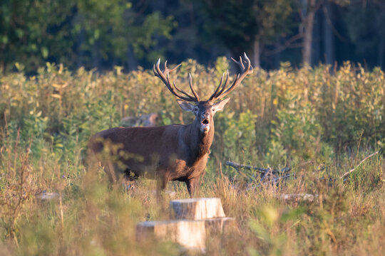 Red deer with big antlers in mating season