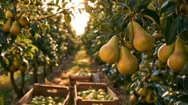 A pear harvest unfolds in a sunlit orchard where ripe golden-green pears hang heavily from low branches, wooden collection crates rest between rows of trees