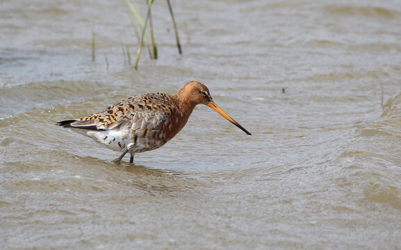 Black tailed Godwit, Limosa limosa, wading in water searching for food. Suffolk, England.