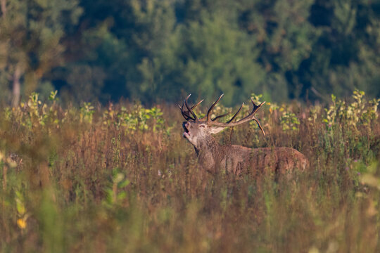 Red deer with big antlers in mating season