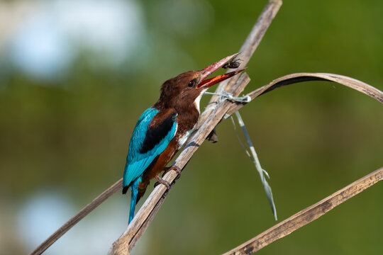 White-throated Kingfisher in close-up, showcasing its vibrant blue wings, chestnut head and body, white throat, and large red bill.