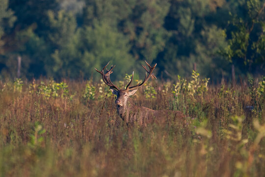 Red deer with big antlers in mating season