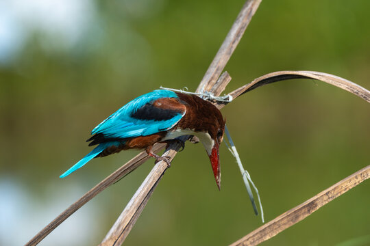 White-throated Kingfisher in close-up, showcasing its vibrant blue wings, chestnut head and body, white throat, and large red bill.