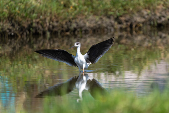 Black-winged Stilt flying and foraging in a wetland, showcasing its long legs, slender body, and distinctive black-and-white plumage.