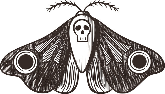 Death Head Moth