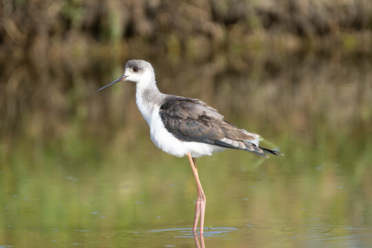Black-winged Stilt flying and foraging in a wetland, showcasing its long legs, slender body, and distinctive black-and-white plumage.
