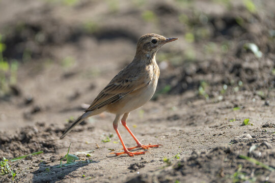 Paddyfield Pipit in close-up, showcasing its streaked brown plumage, slender bill, and fine feather details.