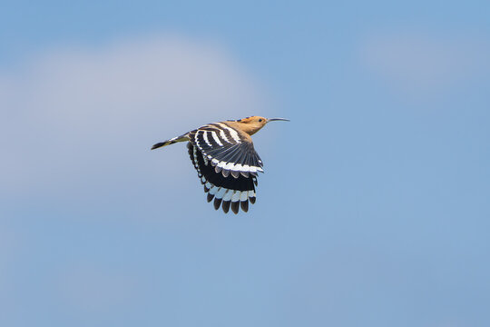 Common Hoopoe flying with its distinctive black-and-white wings and orange-brown plumage, showcasing its characteristic flight pattern.