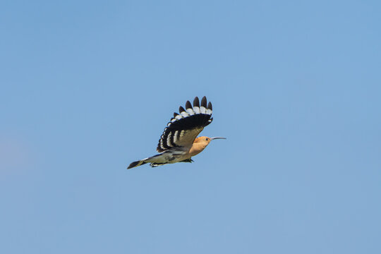 Common Hoopoe flying with its distinctive black-and-white wings and orange-brown plumage, showcasing its characteristic flight pattern.