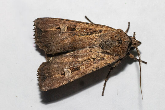 Close up of Australian Bogong Moth which migrates to the southern highland regions of South Eastern Australia to aestivate over the summer period
