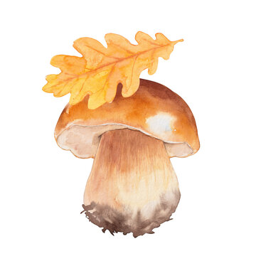 Porcini Mushroom with Oak Leaf Watercolor Illustration, Autumn Forest