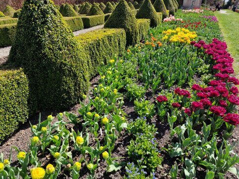 Colorful Tulip Beds and Geometric Topiary in a Formal Garden