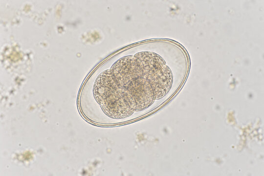 Hookworm Egg With Dividing Cells Under Microscope