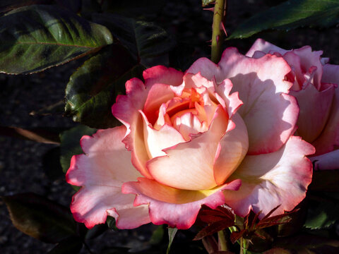 pink rose in the garden
