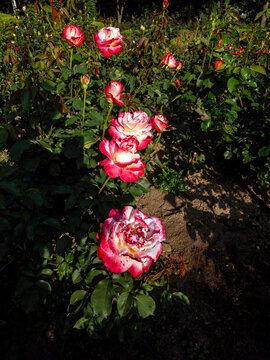 red rose in a garden