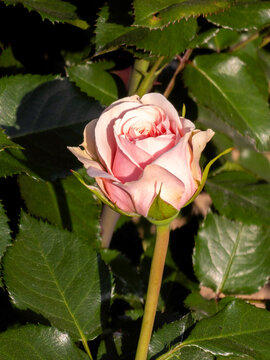 pink rose in the green leaf