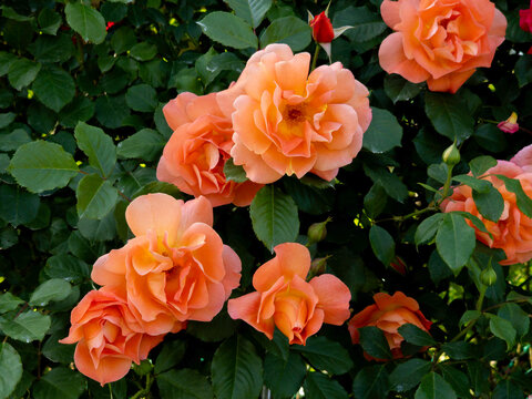 orange roses in garden