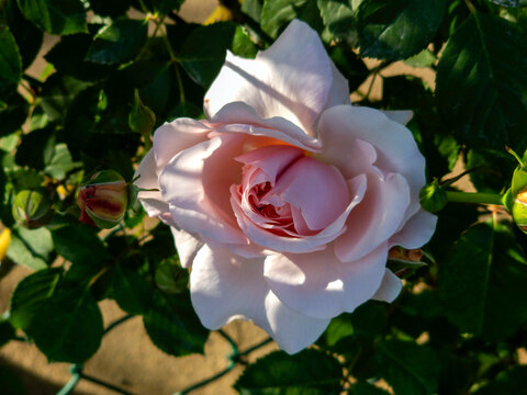 pink rose in garden