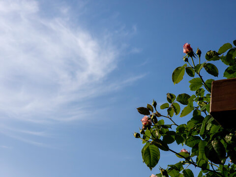 rose flowers in the sky