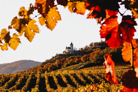 Autumn Vineyard Landscape with Hilltop Castle in Sunlight
