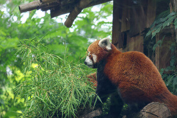 Fototapeta premium Red Panda in Natural Habitat: Wildlife Photography for Nature and Conservation Themes