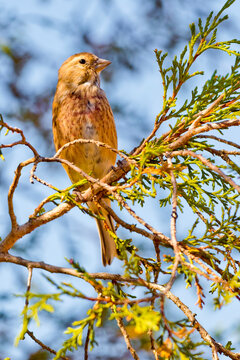 Linnet, Carduelis cannabina, Mediterranean Forest, Castilla y Le&oacute;n, Spain, Europe