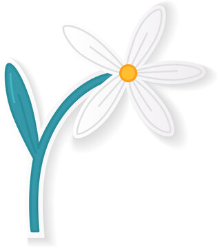 White Flower