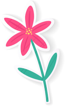Star Flower Stem