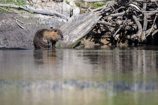 Direkt am Ufer haben sich die Nutrias eine gro&szlig;e H&ouml;hle aus &Auml;sten gebaut