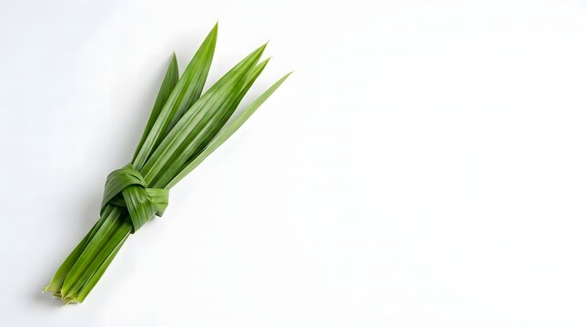 Bunch of fresh green pandan leaves tied in a knot on a clean white background.