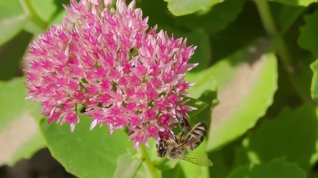 A honeybee gathers nectar from bright pink sedum flowers in a sunny garden setting. Detailed macro video of pollinating insect working on blooming floral head during daytime outdoors.