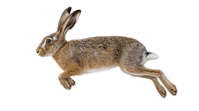 Brown hare jumping mid-air, dynamic leaping and running action, isolated cutout on transparent background, European hare wild animal profile