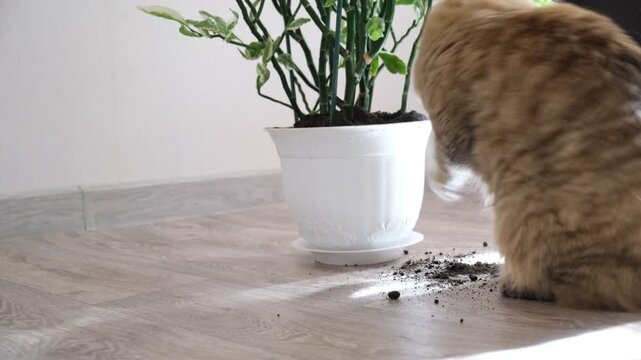 Mischievous and curious cat, playful pet knocked over a flower pot, spilling soil onto floor. Cute, relatable moment of mischief and chaos. Domestic scene with a humorous &ldquo;oops&rdquo; moment