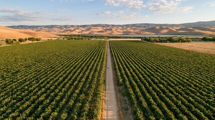 Obraz premium The Desert Vineyard From Above With Neat Rows Of Grape Vines
