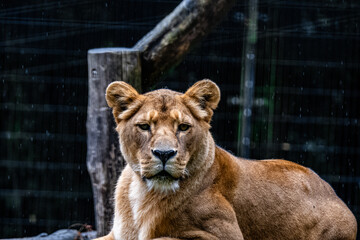 The lioness © Aram Hovhannisyan