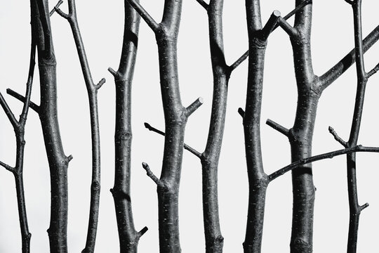 Vertical Tree Branches Arranged Against Plain White Background